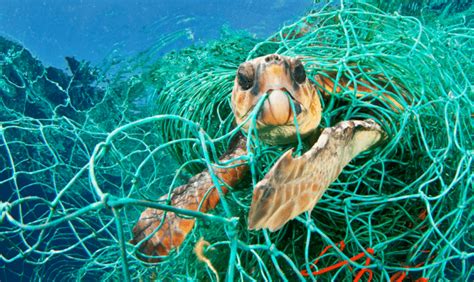 Volunteers Aiming To Clean Up Hawaiis Reefs