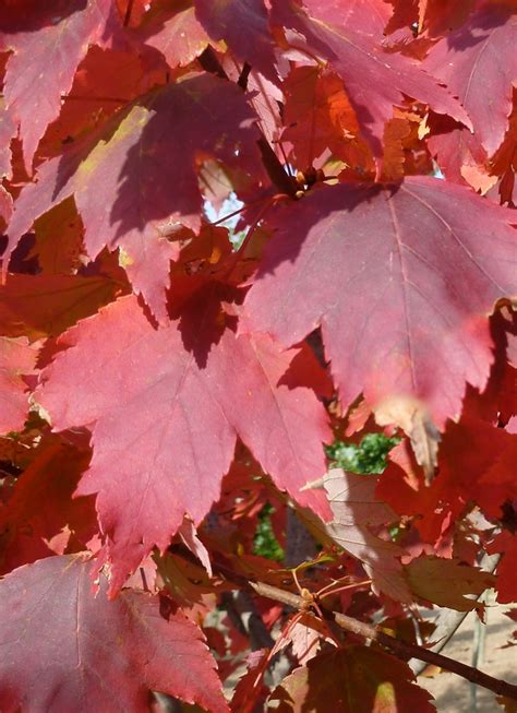 Acer Rubrum Autumn Spire Autumn Spire Maple Pea Ridge Forest