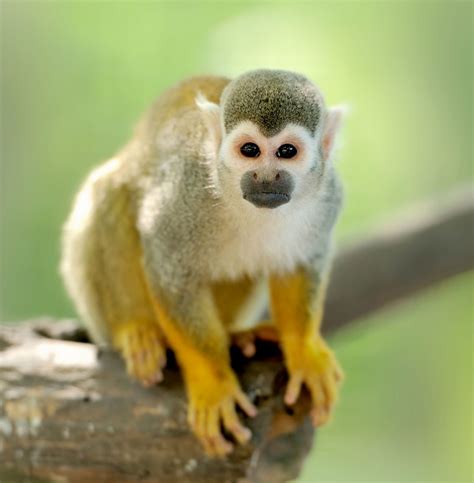 Is A Squirrel Monkey A Good Pet Pets Animals Us