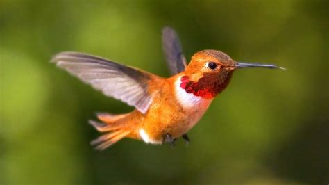 Rufous Hummingbird Population In North America Appears To Be Declining