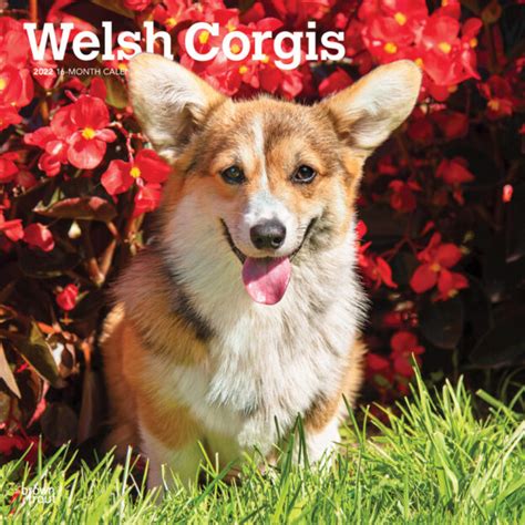 Welsh Corgis 2022 Square Wall Calendar Dogdays 2023 Calendar And