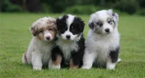 Australian Shepherd Dog Breed Information Images Characteristics Health