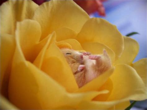 Hamsters And Flowers 16 Pics