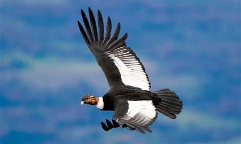 Andean Condor Can Fly For 100 Miles Without Flapping Wings E Mc2gr