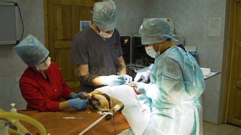 Surgical Operation Of A Dog In A Veterinary Clinic Stock Photo Image