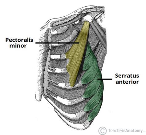 Serratus Anterior Anatomy