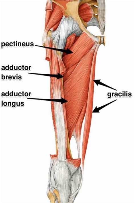 The Adductor Muscles Their Attachments And Actions Yoganatomy
