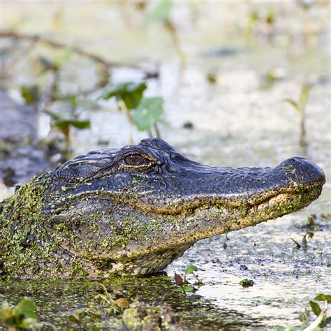 Reptiles Louisiana Swamp Base