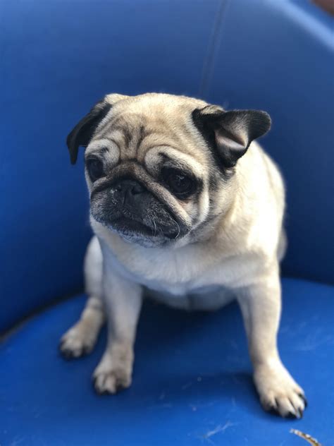 My Pugs Ear Flipped Back And It Was Too Cute Not To Take A Picture