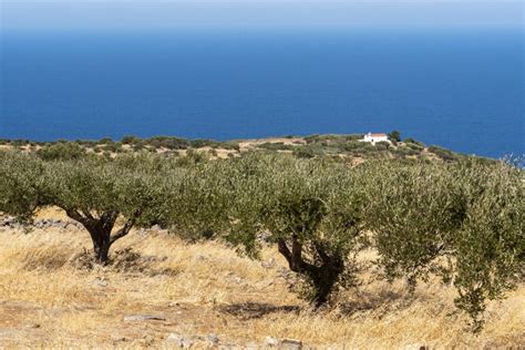Olive Trees At Harvest Time In Crete Greece Stock Image Image Of