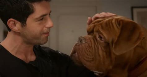 Turner And Hooch Review Josh Pecks Sequel Series Is A Monotonous
