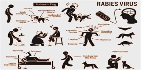 The incubation period of the virus, or the time it takes between exposure to the virus and the first symptoms of the disease, is quite long: Rabies (Causes, Symptom and Prognosis) - Assignment Point