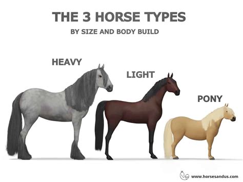 The 3 Types Of Horses By Size And Build Heavy Light Pony