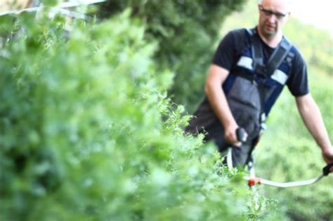 Liguster ist ein klassiker unter den heckenpflanzen. Wann treibt Liguster aus - Diese Zeitpunkte gibt es