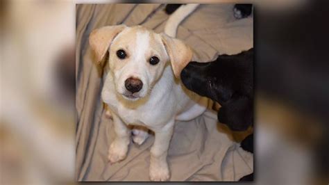 A safe and loving home for every animal. Portsmouth Humane Society rescued 18 puppies, all adopted ...