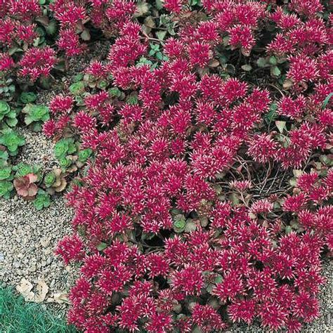 This variety spreads a bit slower than most other groundcover type sedums. Red Carpet sedum | Sedum, Flowers perennials, Ground cover ...