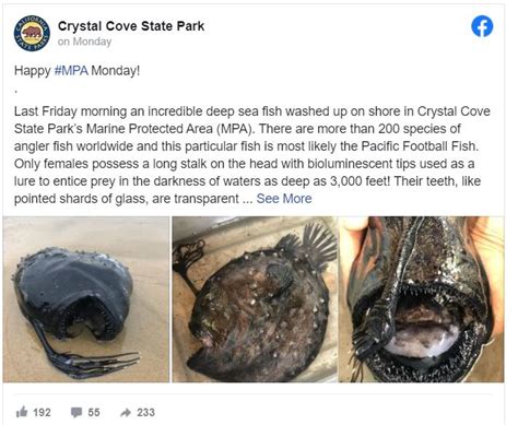 Rarely Seen Deep Sea Anglerfish Washes Ashore On California Beach