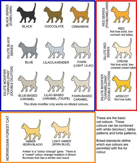 Basic Self Solid Cat Colours Cat Colors Ragdoll Cat Colors Burmese Cat