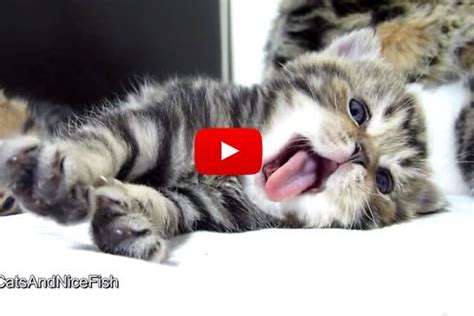 Very Yawny Kitties They May Make You Yawn Too Love Meow Funny Cats