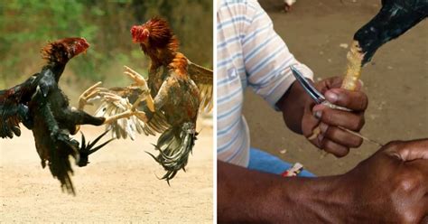 Rooster Kills Owner With Knife Taped To Its Leg At Illegal Cockfight