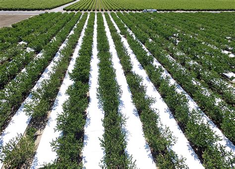 Woven ground cover manufacturers & wholesalers. ReadySet Woven - Reflective Ground Cover - INSEASON Ag ...