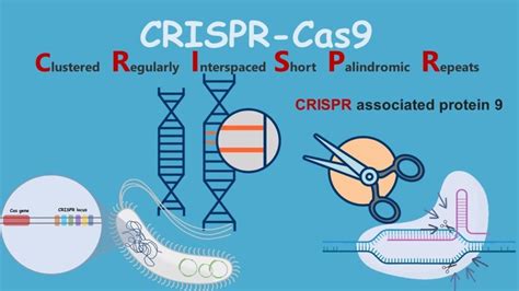 Crispr Cas Gene Editing Tool Introduction Principles Uses