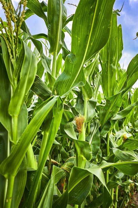 Photo Along A Row Of Maize Plants Zea Mays Stock Image Image Of Field