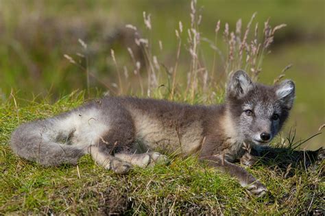 The Arctic Fox Population In Iceland In Decline Icelandmag