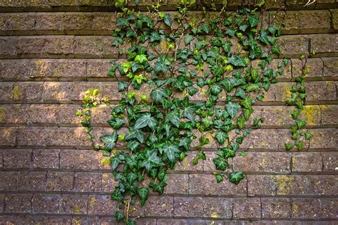 Free Download Brick Wall Wall Ivy Climber Creeper Vine Ivy