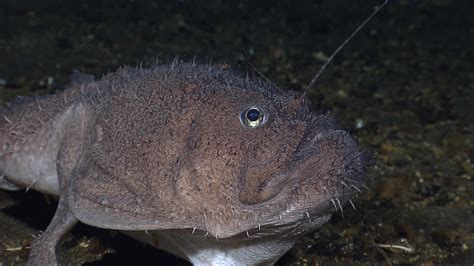 Real Monstrosities Deep Sea Goosefish