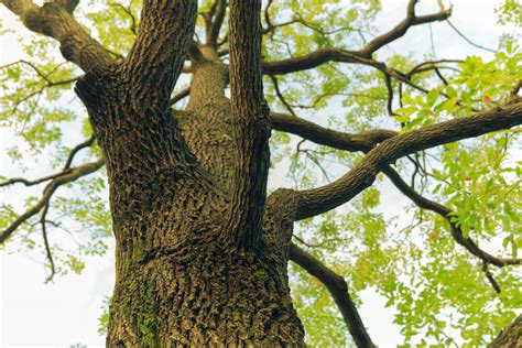 Our huge selection of drought tolerant plants, fruit trees, beautiful vibrant flowers, water plants, perennials, annuals. Best Shade Trees for Southern California: 4 Species You ...