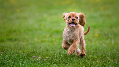 5 Top Tips For Walking Your Puppy