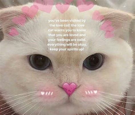 18 wholesome memes to start the week off right cute cat memes cute love memes cute memes