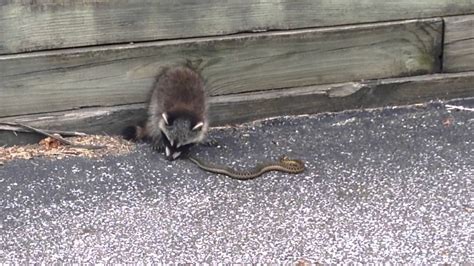 A feline who doesn't eat can be seriously sick. Raccoon eating snake - YouTube