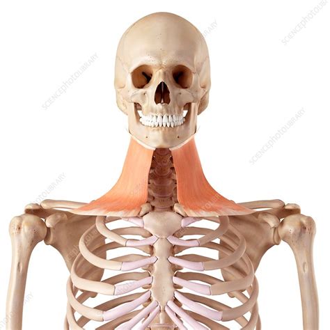 Neck Muscles Stock Image F0162278 Science Photo Library