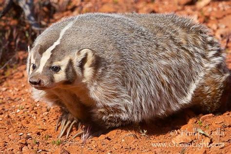 Badger Facts For Kids Top 11 Facts