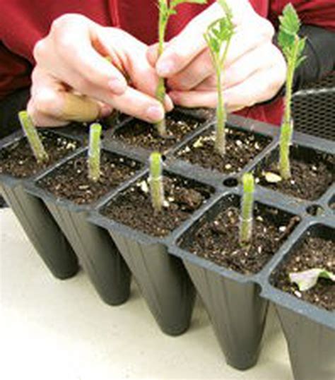 Grafting Tomatoes At Home