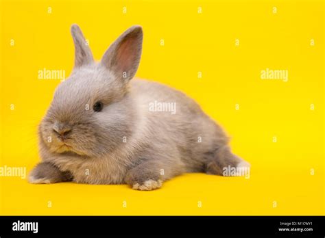 Little Rabbit On The Yellow Background Stock Photo Alamy