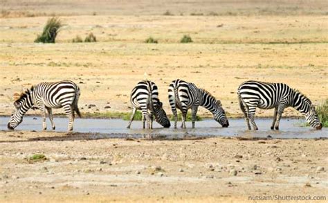 They are related to horses and donkeys but have never truly. Zebra Facts For Kids & Adults. Information, Pictures & More