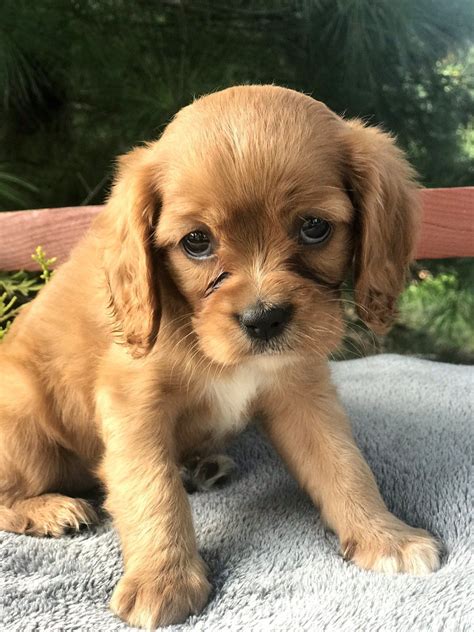 Cavalier King Charles Spaniel Puppies For Adoption Near Me Anna Blog