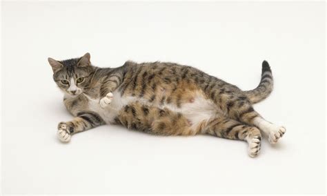 How To Care For A Pregnant Tabby Cat Catbyst