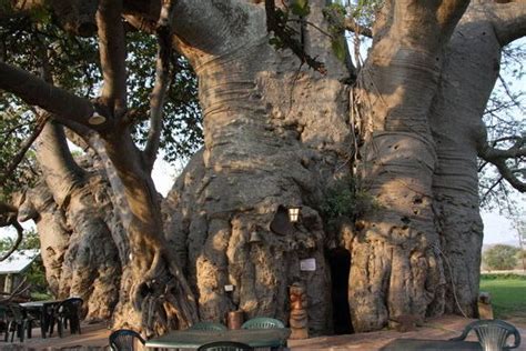 According To Scientists This Baobab Tree Is About 6000 Years Old This Makes It One Of The