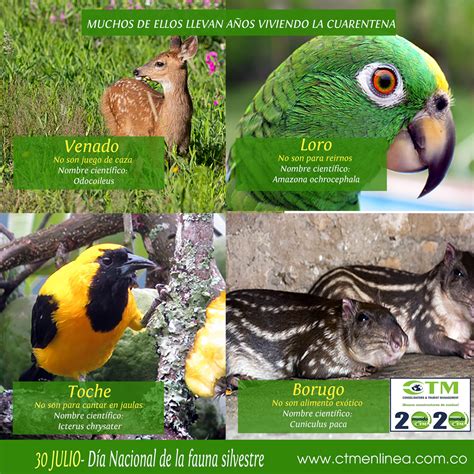 30 Julio 2020 Dia De La Fauna Silvestre Ctm En Línea
