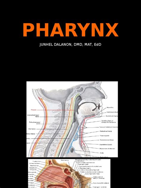 Pharynx Junhel Dalanon Dmd Mat Edd Larynx Animal Anatomy