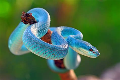 Descubra quais são os tipos de cobra mais venenosas do mundo Guia