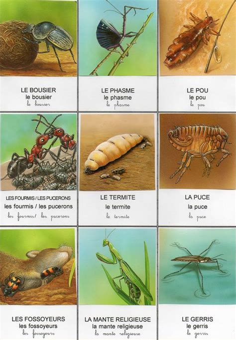 Images Insectes Maicresse Gourou