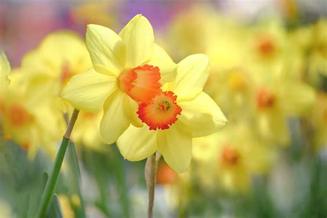 Nature Daffodil Hd Wallpaper