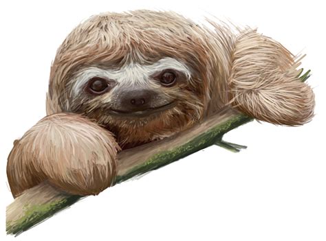 Sloth transparent images all clip art | Sloth art, Sloth drawing, Cute png image