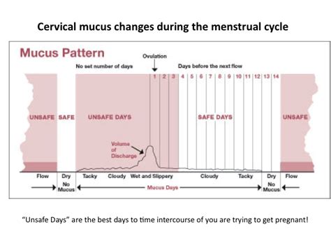 This is not actually correct and we will show why. Using cervical mucus charting to tell the best time to get ...