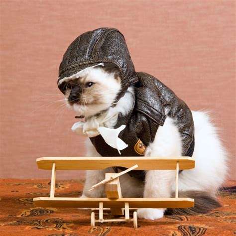 In the passenger cabin and as checked baggage. Cats on a Plane: Tips for Flying With Your Felines - Catster
